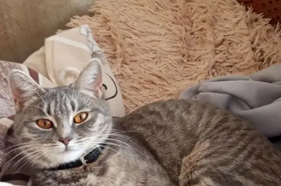 Кошки потеряшки, Курск, фото: Потеряшка кошка, 1-я Стрелецкая, Курск