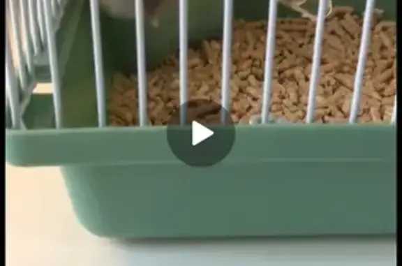 Пропал кот, Каланчёвская ул.,...