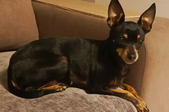 Пропала собака, Южноуральск