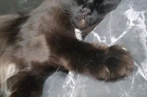 Пропала черная кошка, Якутск, Можайского 15/1