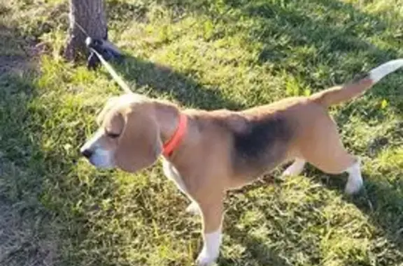 Найдена собака, Владимирская, фото: Бигль найден: ул. Ворошилова, 32, Владимирская