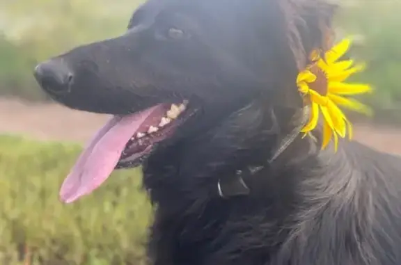 Пропала собака, Цветочная ул. 16, Оренбург