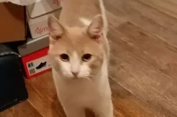 Кошка найдена у двери, Ленина 48, НН