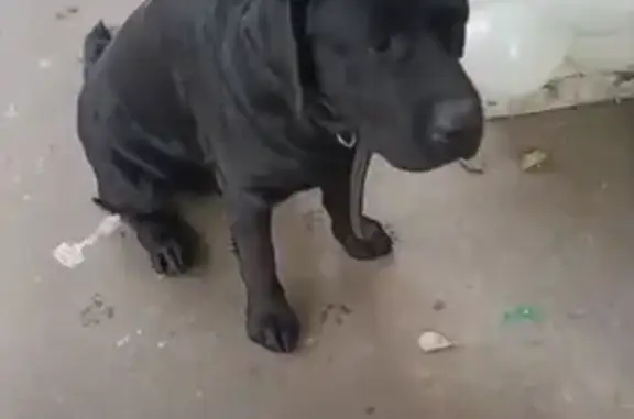 Найдена собака, Москва, фото: Собака найдена у Бакунинская ул, 8, Москва