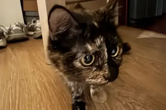 Кошка найдена: ул. Анохина 120А, Чита