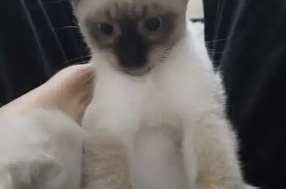 Кошки потеряшки, Стрелица, фото: Потеряшка кошка, 1-й Стрелецкий пер., Стрелица