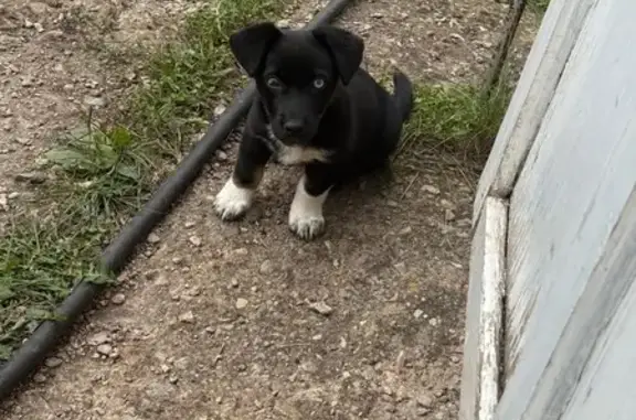 Пропала собака, ул. Островского, 115