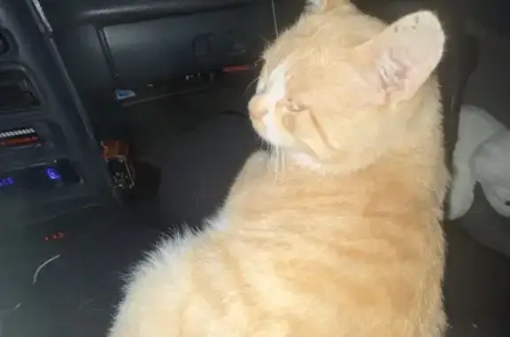 Найдена кошка, Томск, фото: Кот найден у Ярче, Мельничная 45А, Томск