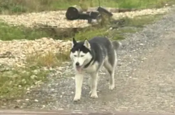 Найдена собака, Московская область, фото: Найдена собака в поселке, МО