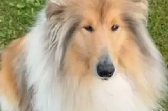 Пропала собака, ул. Макаренко, Пермь