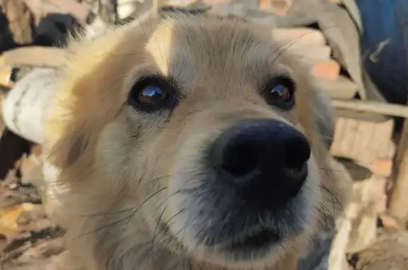 Пропала собака, Николаева 17, Киселёвск