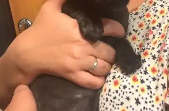 Найдена кошка, ул. Мичурина, 12, Щербинка