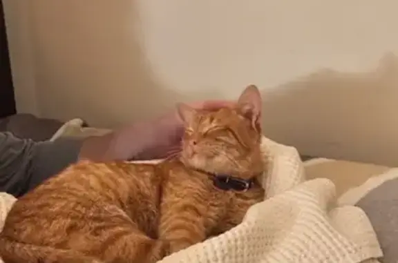 Рыжий кот найден, Коммунистический 6, Г-А.