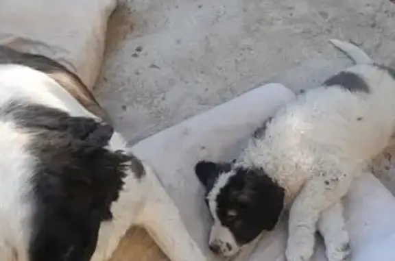 Пропала собака, Улан-Удэ, Бурятия