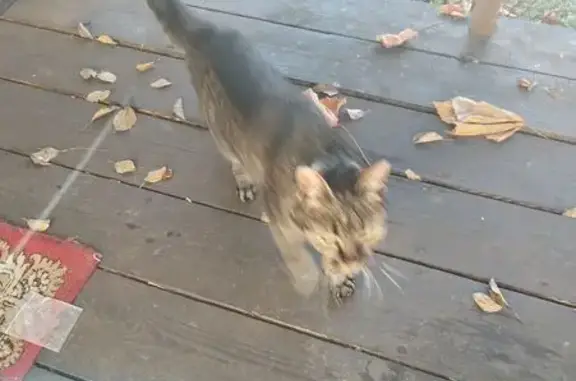 Найдена кошка, Ваганово массив, фото: Кошка найдена: Ваганово, Дорога Жизни