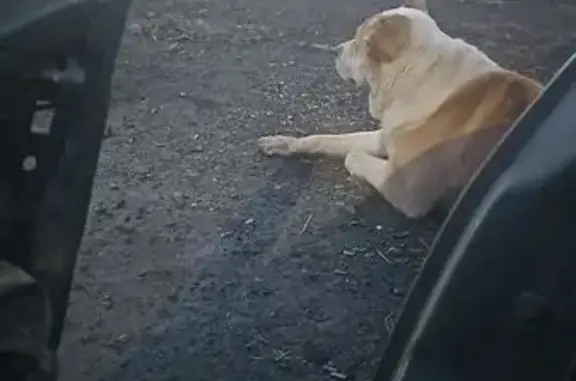 Собака найдена: автодорога Меридиан