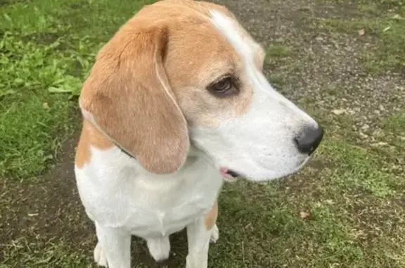 Пропала собака в Мшинской, Ленобласть