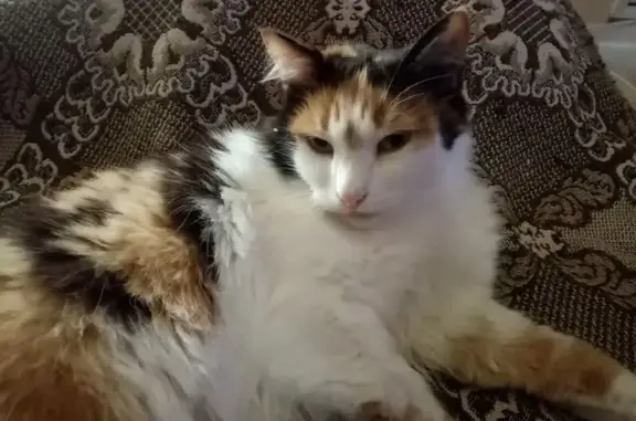 Кошки потеряшки, Пенза, фото: Потеряшка кошка, Бекешская ул., 8, Пенза