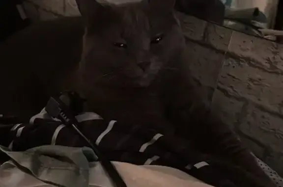 Найдена кошка, Красноярск, фото: Кошка найдена: пр. Металлургов, 1Б, Крск