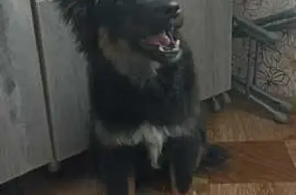 Найдена собака, Ангарск, фото: Щенок найден у 36 садика, 192 квартал, Ангарск