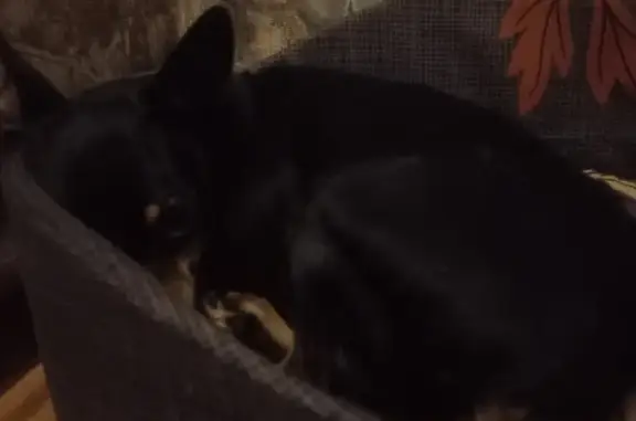 Пропала собака на улице Красина, Рославль