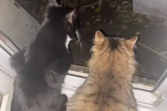 Кошки потеряшки, Петрозаводск, фото: Потеряшка кот Лео, ул. Варламова 23, Птз.