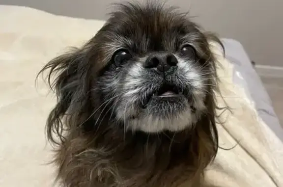 Найдена собака, Балашов, фото: Собака найдена на ул. Ленина, 50, Балашов