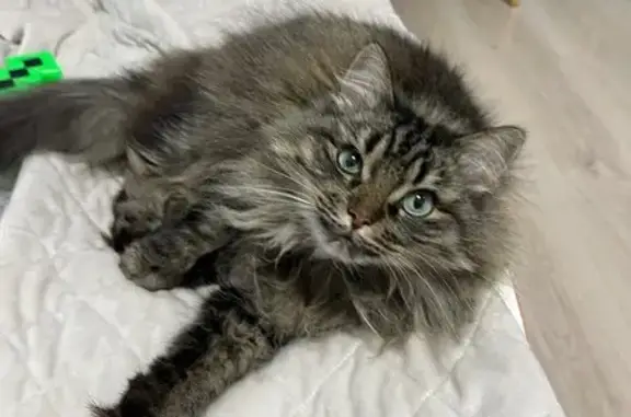 Пропала кошка, 4-я линия, Сестрорецк