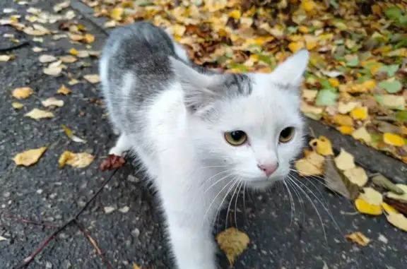 Кошка найдена: ул. Акад. Баха, Н. Новгород