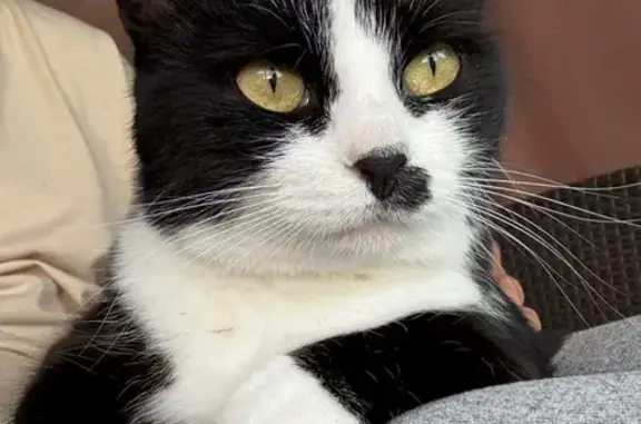 Кошки потеряшки, Кубинка, фото: Потеряшка кошка, Школьный проезд, Кубинка