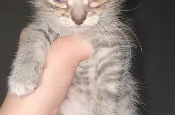 Найдена кошка, Нижневартовск, фото: Кошка найдена, Рабочая 51, Нижневартовск