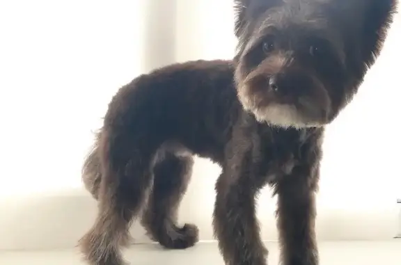 Собаки потеряшки, Серово, фото: Потеряшка собака, Лесная 5, Серово