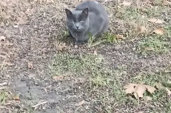 Найдена кошка, Саранск, фото: Кошка найдена: Большевистская, Саранск