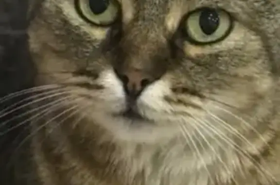 Пропала кошка, Красноармейская, Нахабино