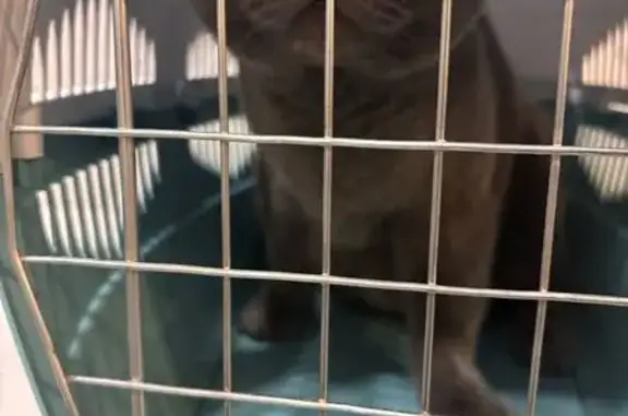 Кошка найдена: Рощинская ул., 41, Орёл