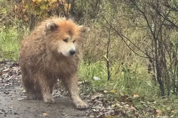 Собака найдена на Каштановой ул., Домодедово