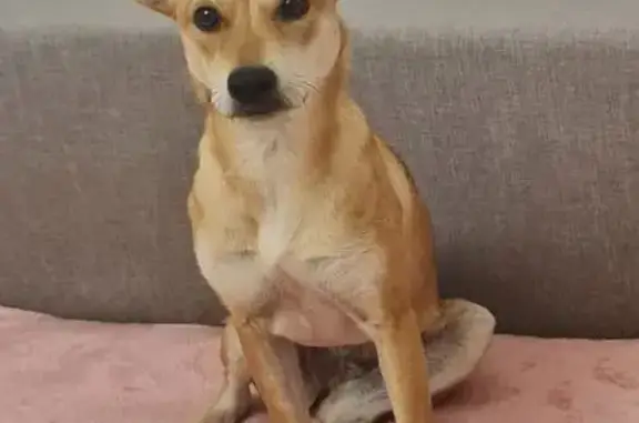 Пропала собака, Штурвальная ул. 7, Калининград