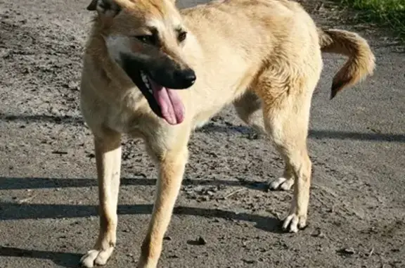 Пропала собака в Тальменке, ул. Нагорная