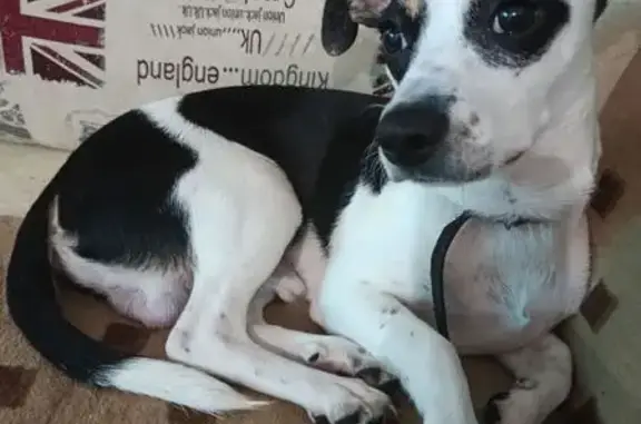 Собака найдена: Рославль, Смоленск. обл.