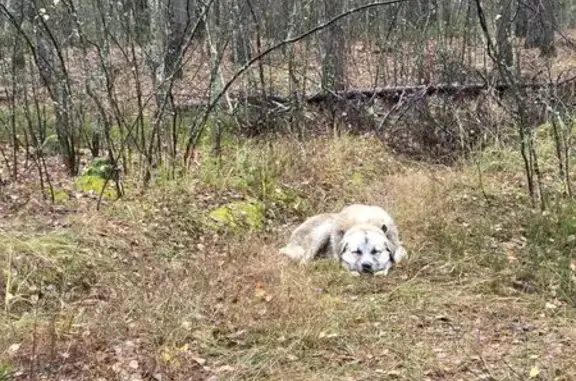 Найдена собака, Нижний Новгород, фото: Алабай найден на ул. Храмова, Нижний Новгород