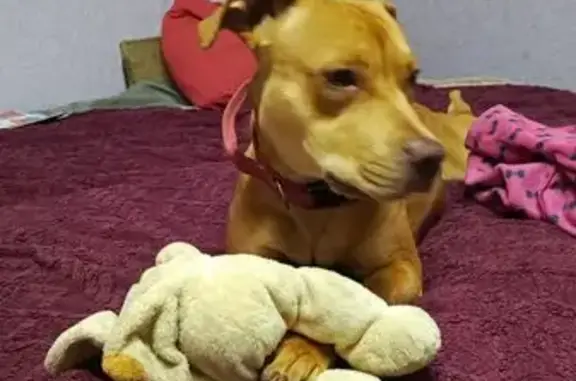 Найдена собака, Ярцево, фото: Собака найдена, Ярцево, Смоленская обл.