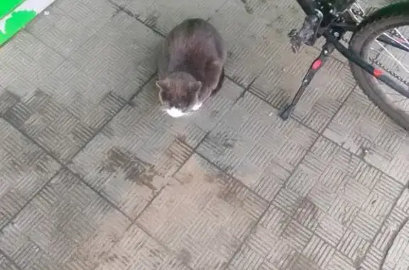 Найдена кошка, Архангельск, фото: Кошка найдена: Дачная 44, Архангельск