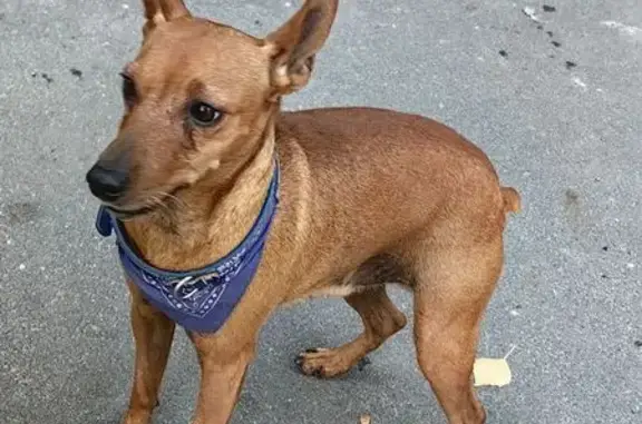 Найдена собака, Брянск, фото: Собака найдена: ул. 22-го Съезда, 29, Брянск