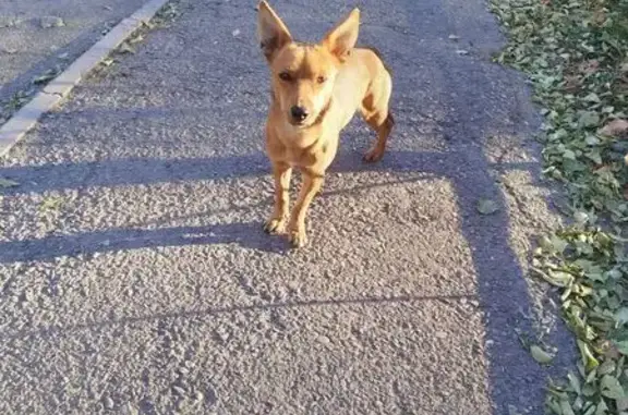 Найдена собака, Абакан, фото: Найдена собака на ул. Жукова, Абакан