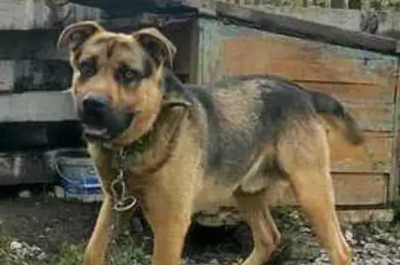 Собаки потеряшки, Искитим, фото: Потеряшка собака, ул. Дзержинского 29, Искитим