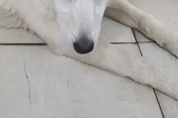 Собака найдена в магазине, Воровского 170