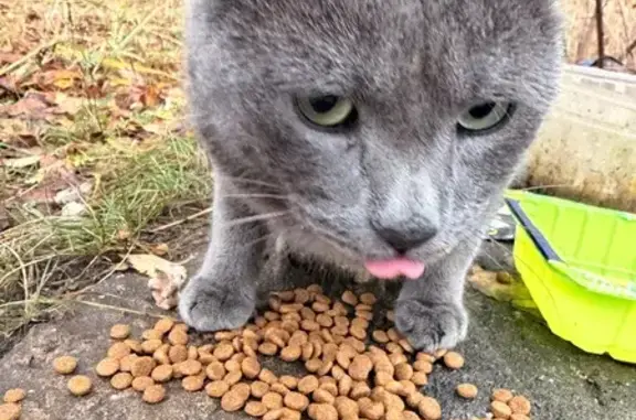 Найдена кошка, Воскресенск, фото: Кошка найдена, Конная ул., Воскресенск