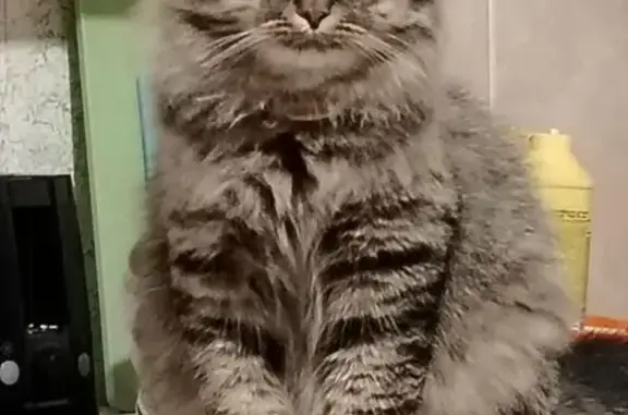 Кошки потеряшки, , фото: Потеряшка кошка, шрам на щеке, 41К-010