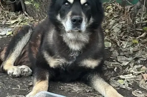 Найдена собака, Москва, фото: Собака найдена: Нагатинская ул., Москва