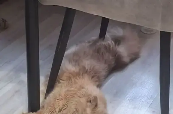 Кошка найдена: Хабаровская ул, 18 к1, Москва